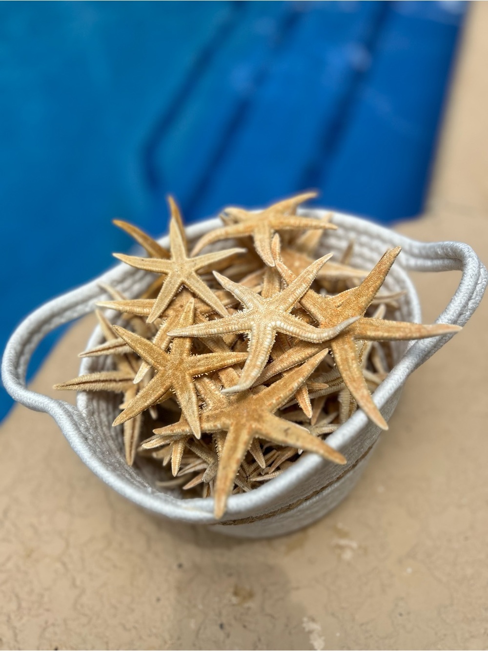 Natural Philippine Starfish set of 12. Various sizes.